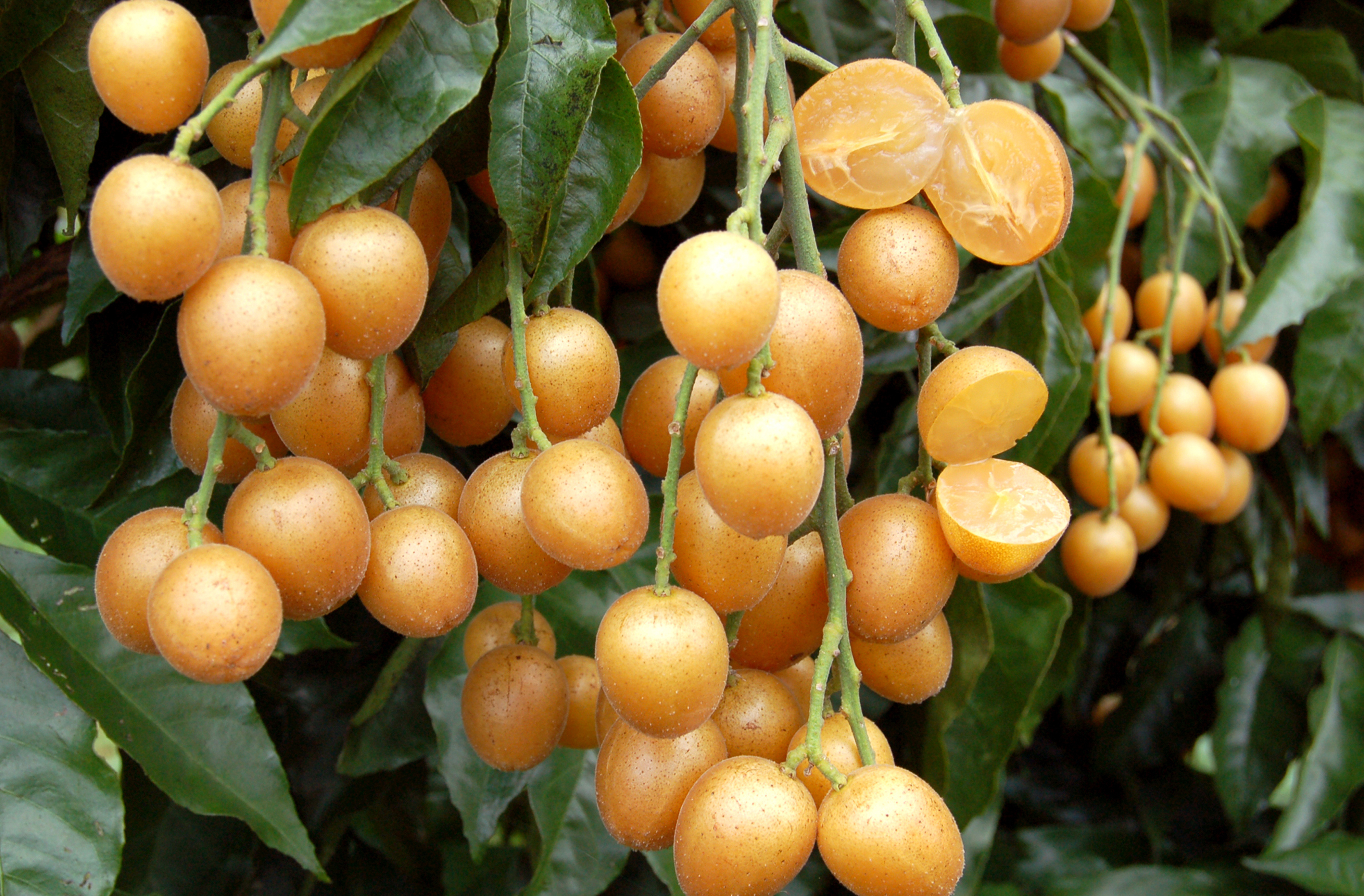 广州大气候农业科技有限公司